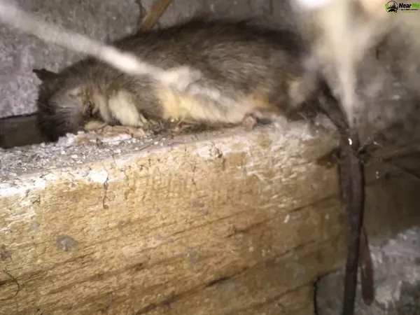 Dead Rat Removal Springfield